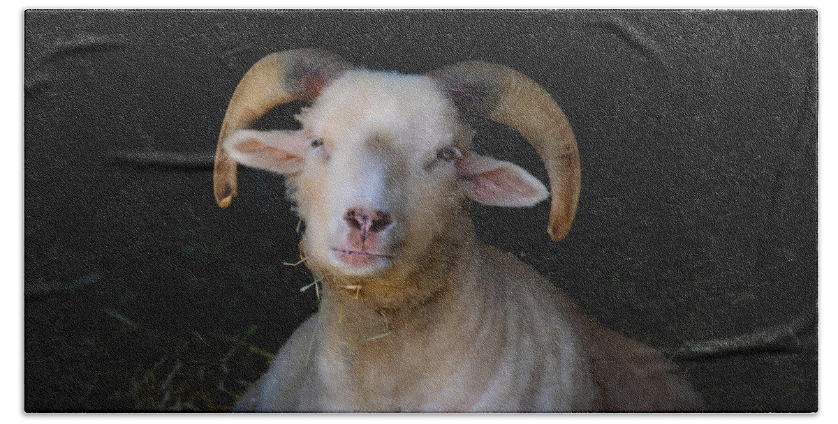 Ram Beach Towel featuring the photograph Ram in Barn II by Linda Bonaccorsi