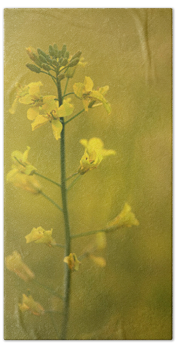 Rapeseed Beach Towel featuring the photograph Rapeseed flowers by Karen Rispin