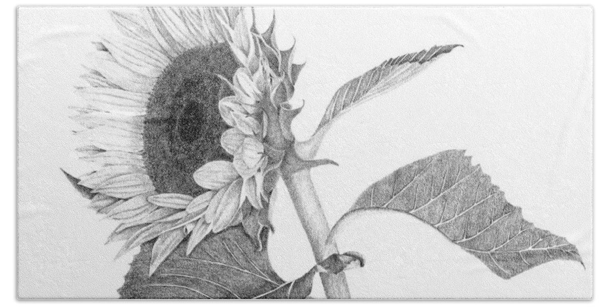 Sunflower Beach Towel featuring the drawing Reaching For The Sun by Patricia Hiltz