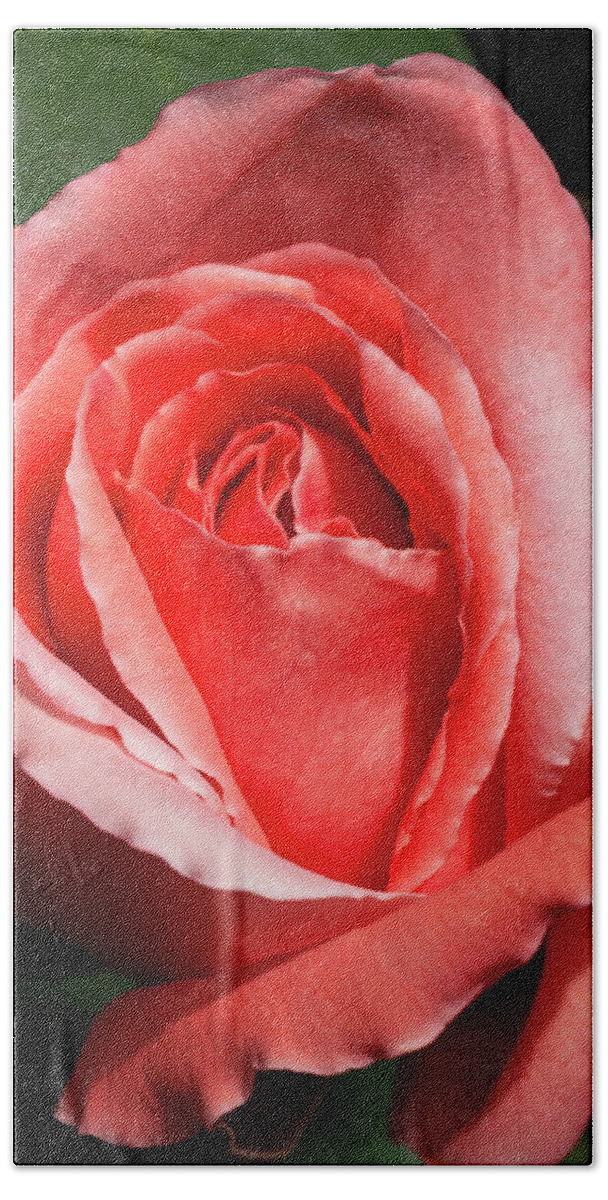 Home Garden Beach Towel featuring the photograph Reaching Full Bloom by Ryan Huebel