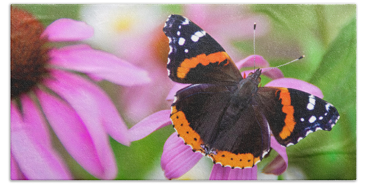 Coneflower Beach Towel featuring the photograph Red Admiral Butterfly by Patti Deters