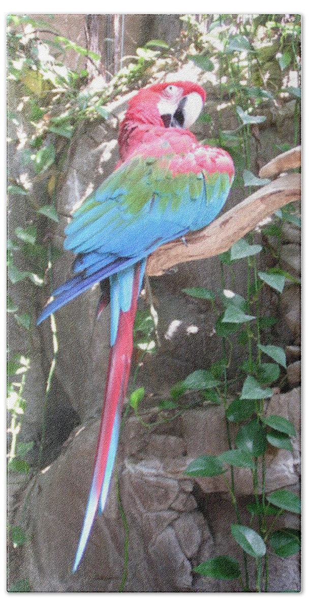 Taken At The Audubon Zoo In New Orleans Beach Towel featuring the photograph Red and Green Macaw by Heather E Harman