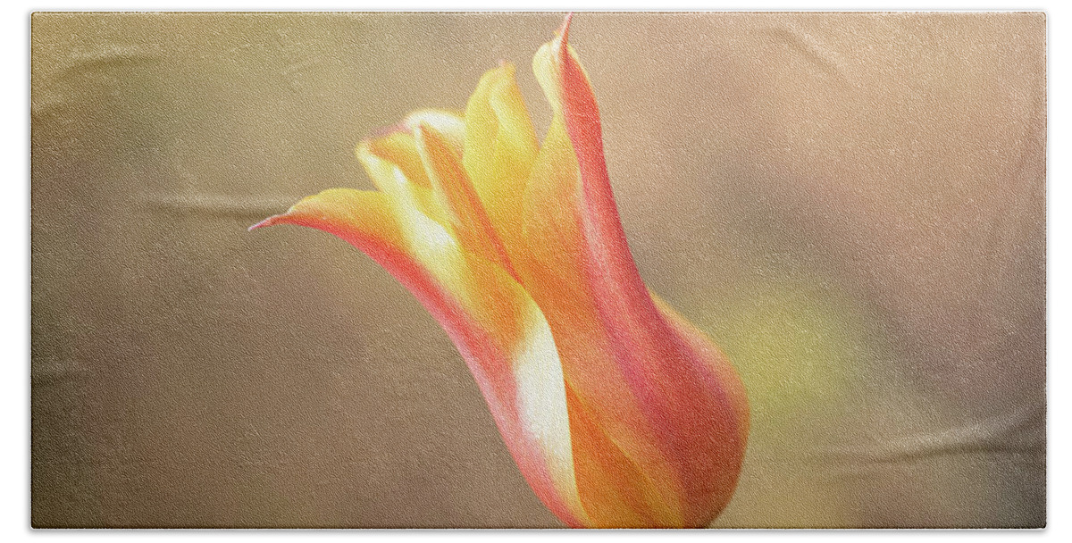 Spring Beach Towel featuring the photograph Red and yellow tulip by Average Images