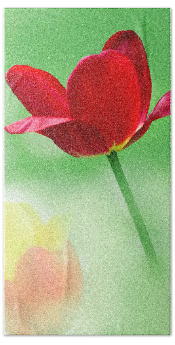 Art Beach Towel featuring the photograph Red and Yellow Tulips by Joan Han