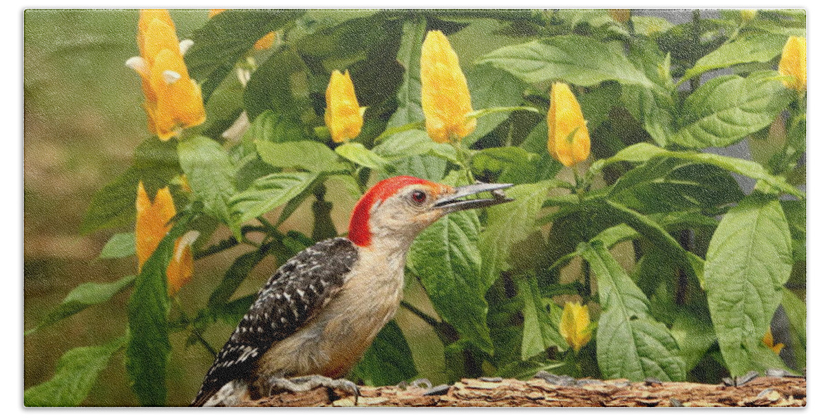 Nature Beach Sheet featuring the photograph Red-bellied Woodpecker and Lollipop Plant by Sheila Brown