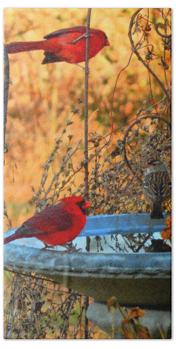Cardinal Beach Towel featuring the photograph Red Bird Morning by Virginia White