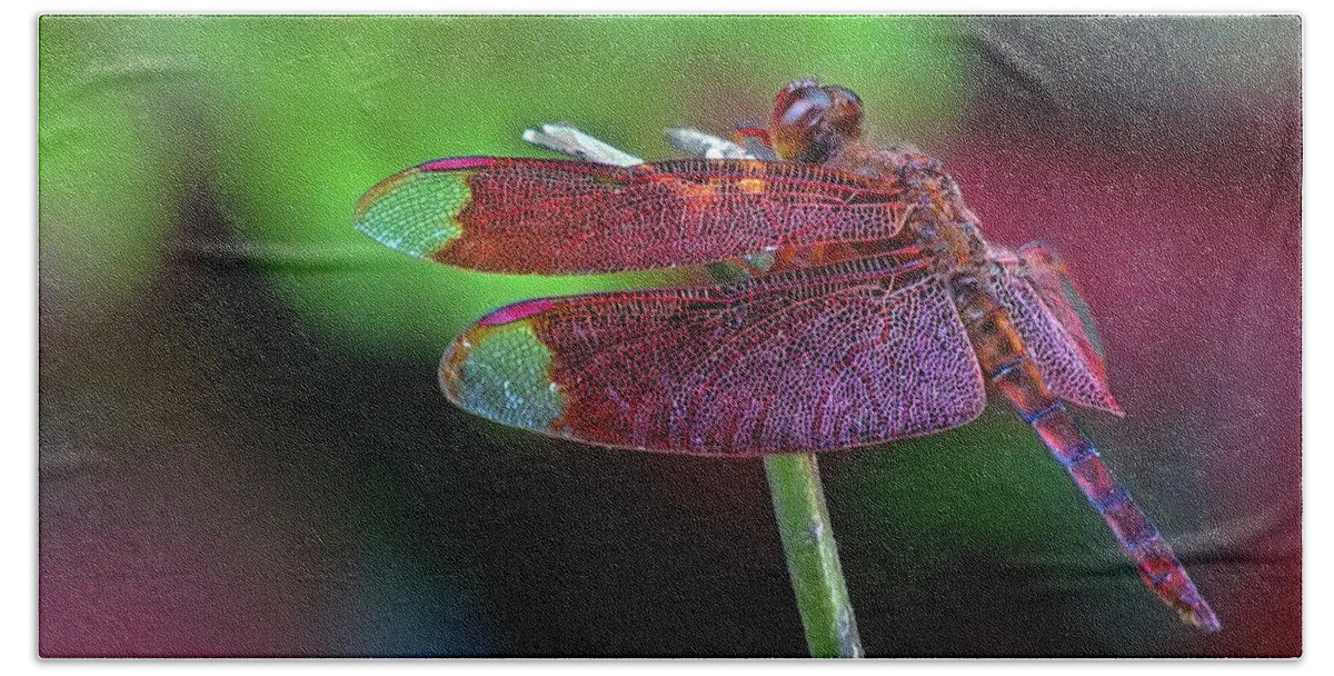 Red Dragonfly Beach Towel featuring the photograph Red Dragonfly Stopped in its Tracks by Matthew Bamberg