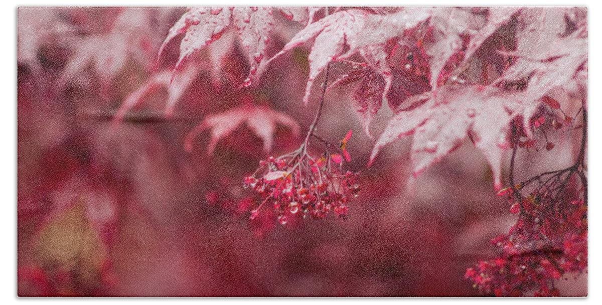 Red Beach Towel featuring the photograph Red Emperor Maple in Spring by Auden Johnson