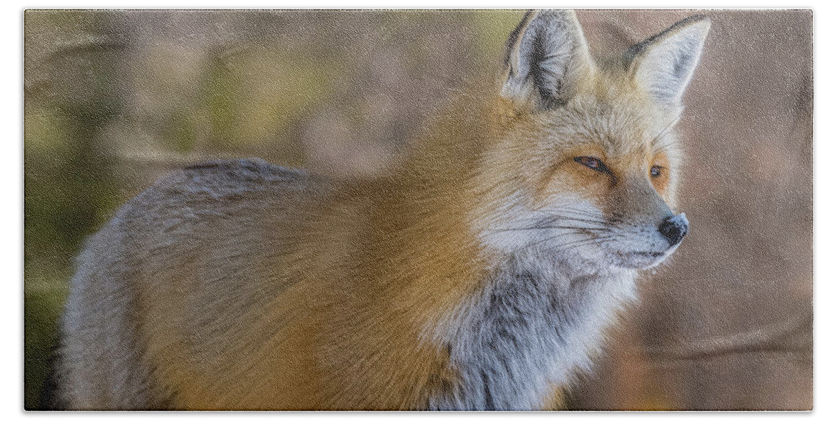 Red Fox Beach Towel featuring the photograph Red Fox In Winter Glow by Yeates Photography