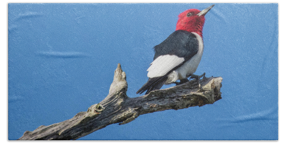Red-headed Woodpecker Beach Towel featuring the photograph Red-headed Woodpecker by Jurgen Lorenzen
