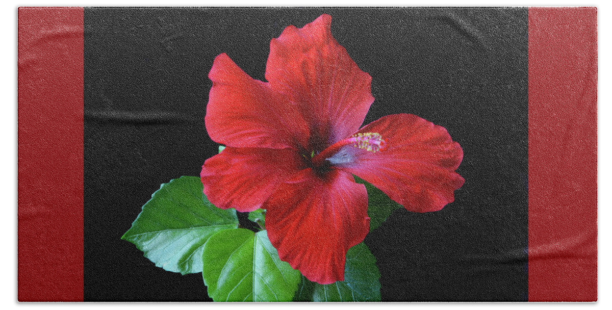 Hibiscus Beach Towel featuring the photograph Red Hibiscus Portrait by Terence Davis