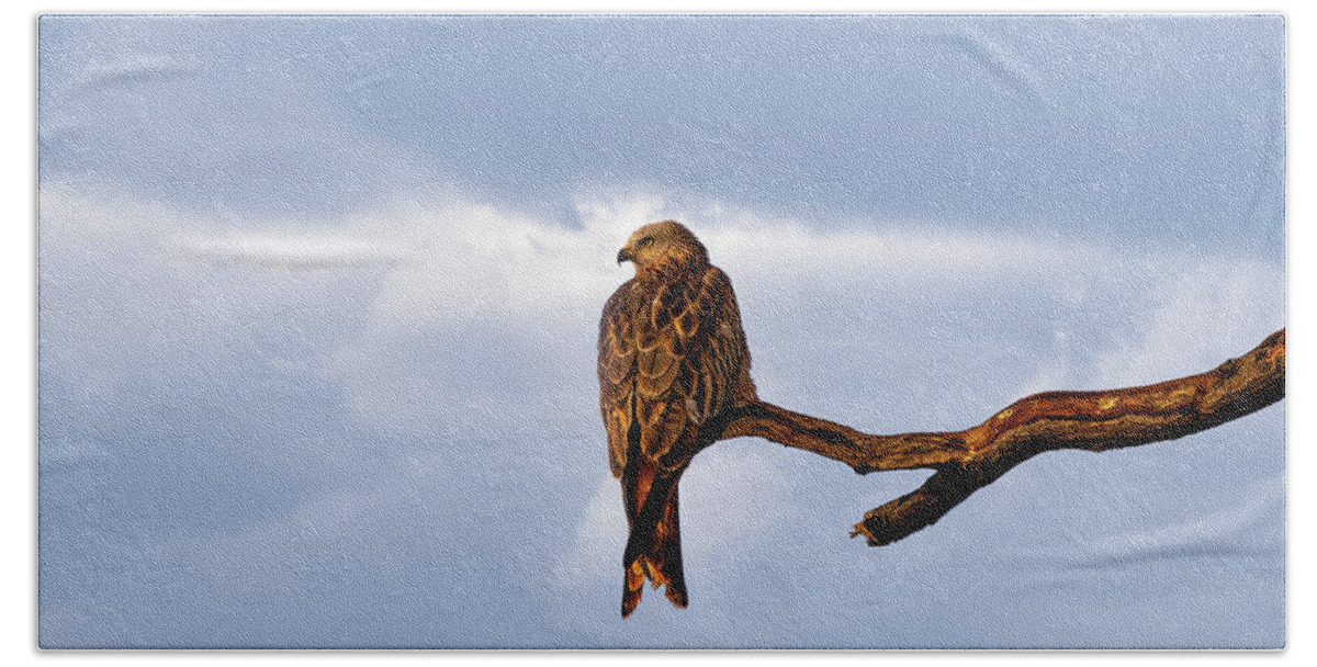 Framing Places Photography Beach Sheet featuring the photograph Red Kite by Framing Places