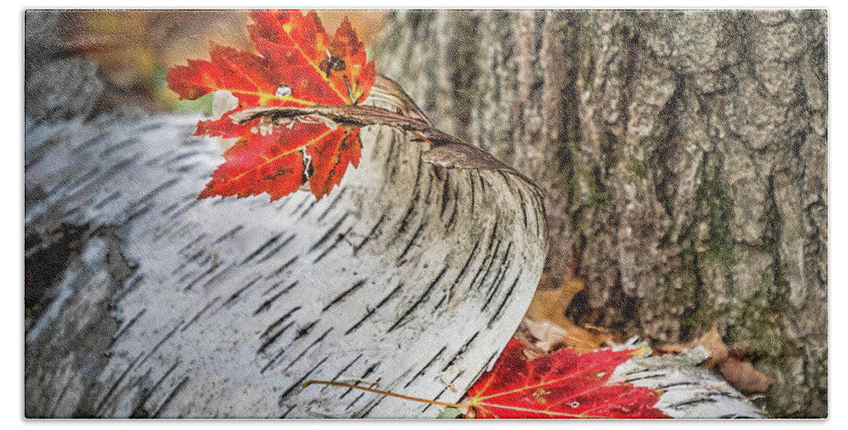 Leaves Beach Towel featuring the photograph Red Leaves And White Bark by Elvira Peretsman