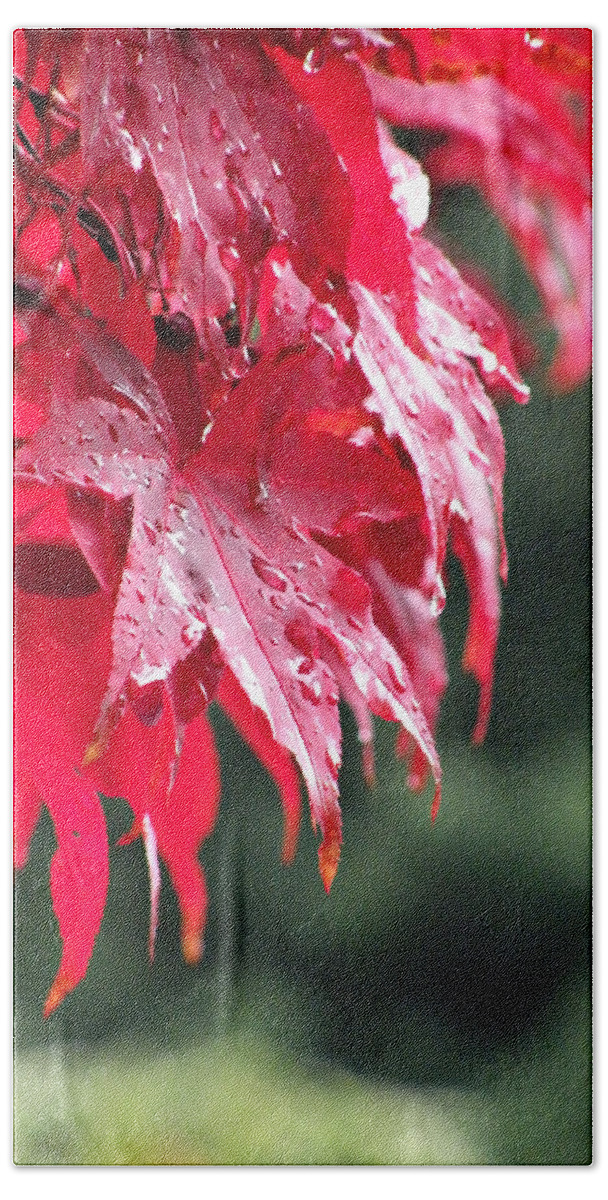 Leaves Beach Towel featuring the photograph Red Maple by Micki Findlay