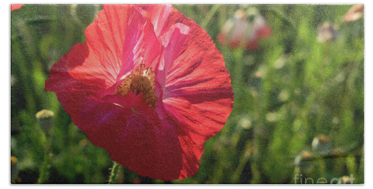 Poppy Beach Towel featuring the photograph Red poppy blossom by Adriana Mueller