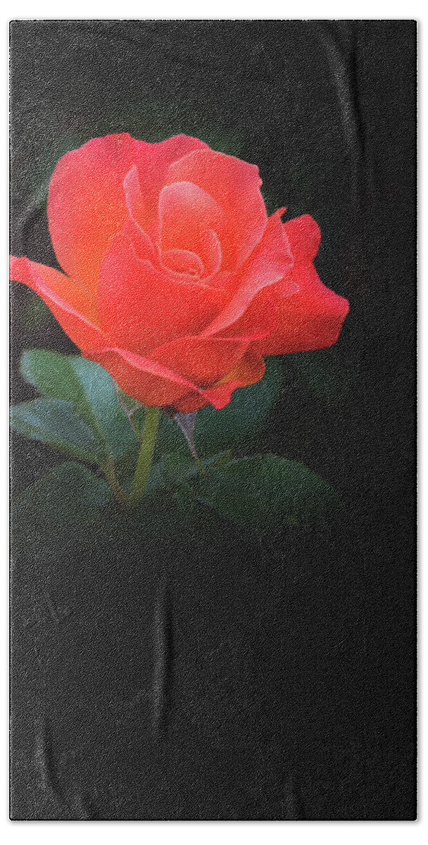 Roses Beach Towel featuring the photograph Red Rose 1 by David Lunde
