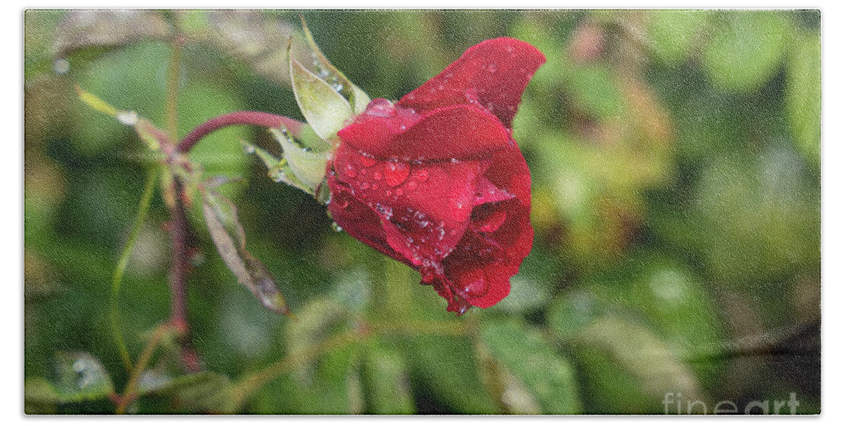 Rose Beach Towel featuring the photograph Red rose bud with water pearls by Adriana Mueller