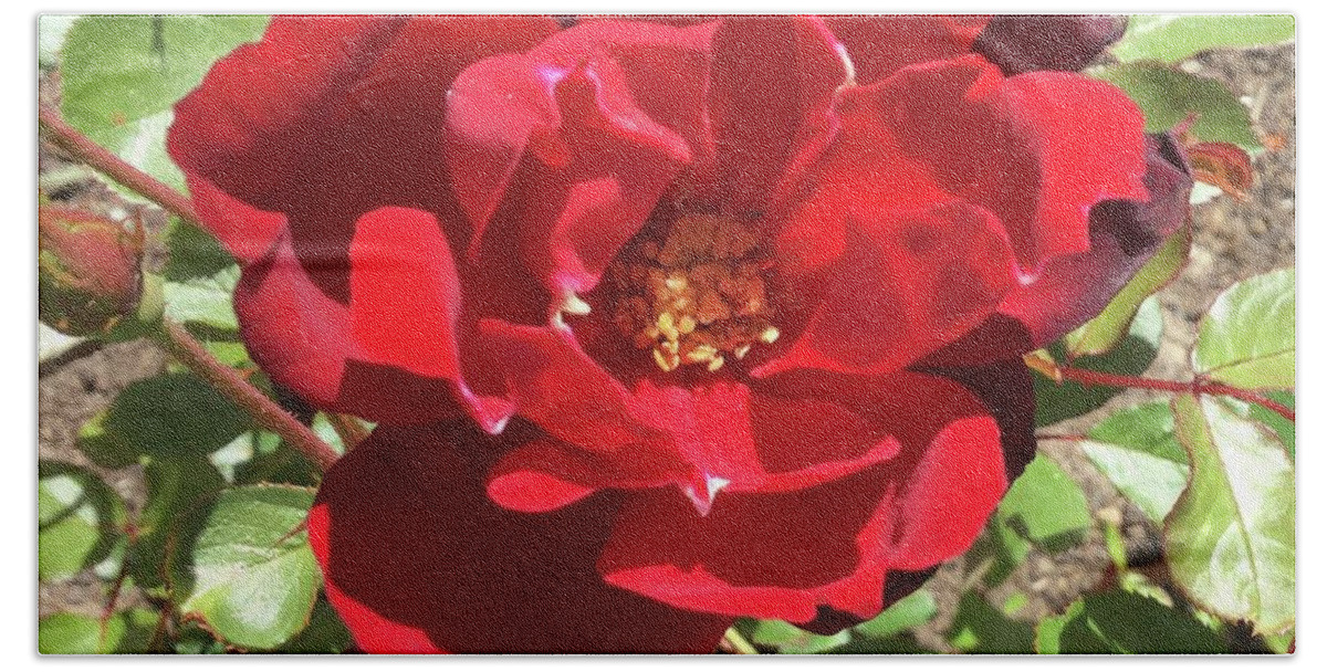Photo Beach Towel featuring the photograph Red Rose flower head by Barbara Magor