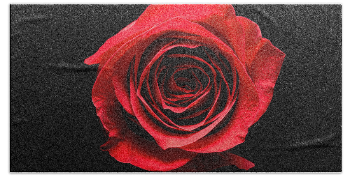 Blossom Beach Towel featuring the photograph Red rose flower isolated on black background by Philippe Lejeanvre