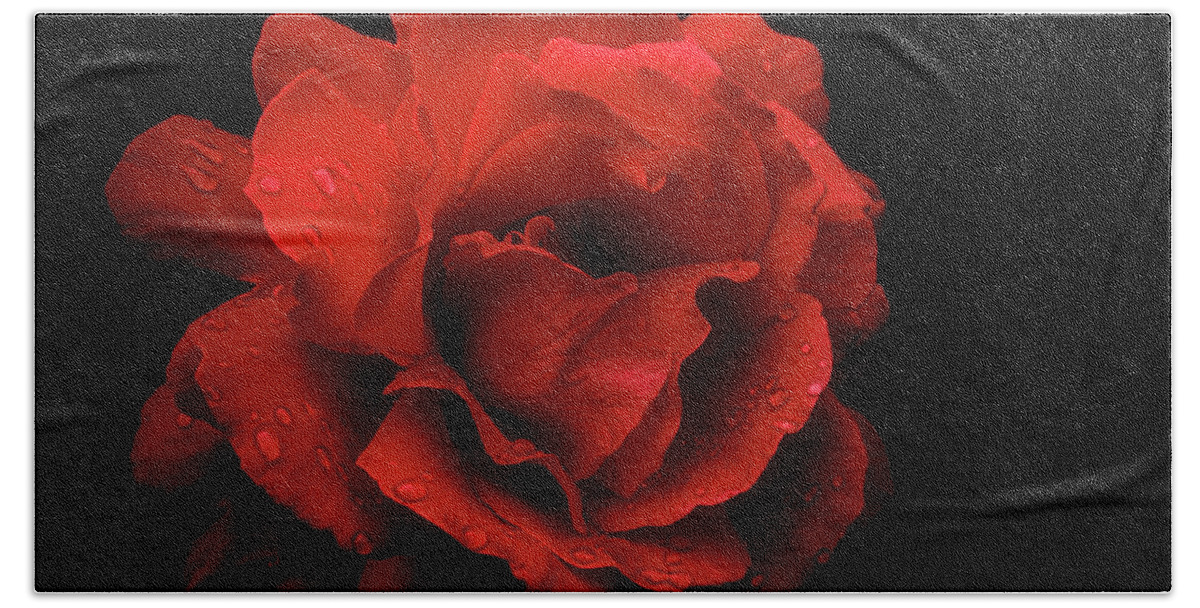 Rose Beach Towel featuring the photograph Red Rose by Philippe Sainte-Laudy