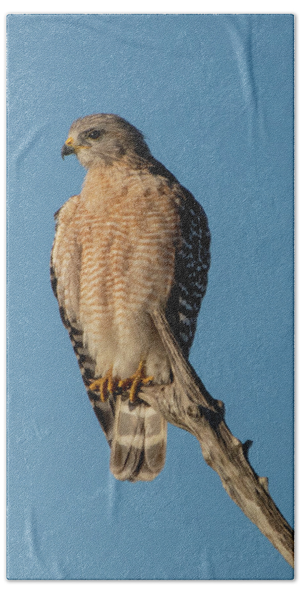 Red-shouldered Hawk Beach Towel featuring the photograph Red-shouldered Hawk and Blues Sky by Bradford Martin