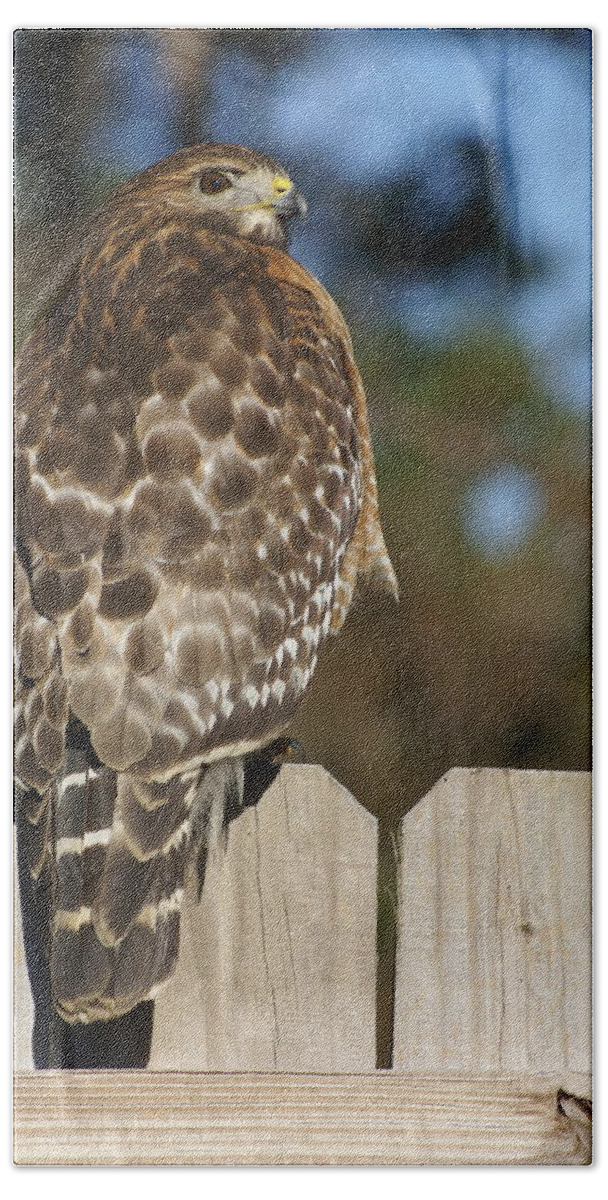  Beach Towel featuring the photograph Red-Shouldered Hawk by Heather E Harman