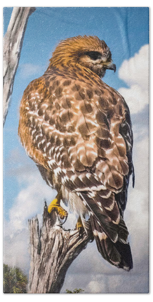 Red Shouldered Hawk Beach Towel featuring the photograph Red Shouldered Hawk by Rebecca Herranen