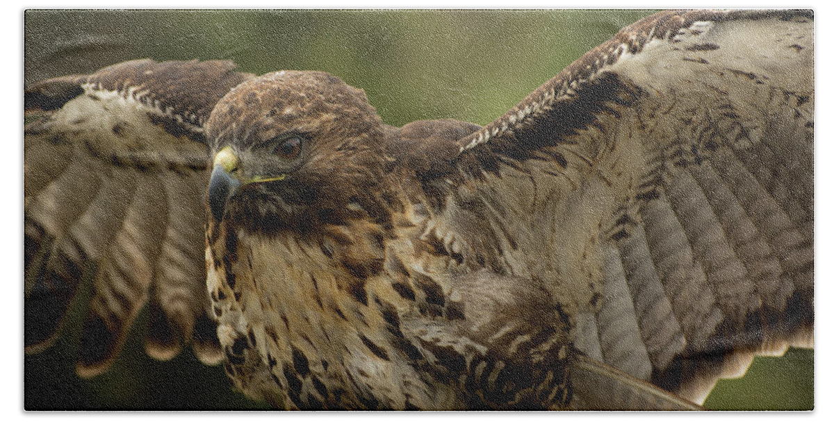 Bird Beach Towel featuring the photograph Red Tailed Hawk by Carolyn Hutchins