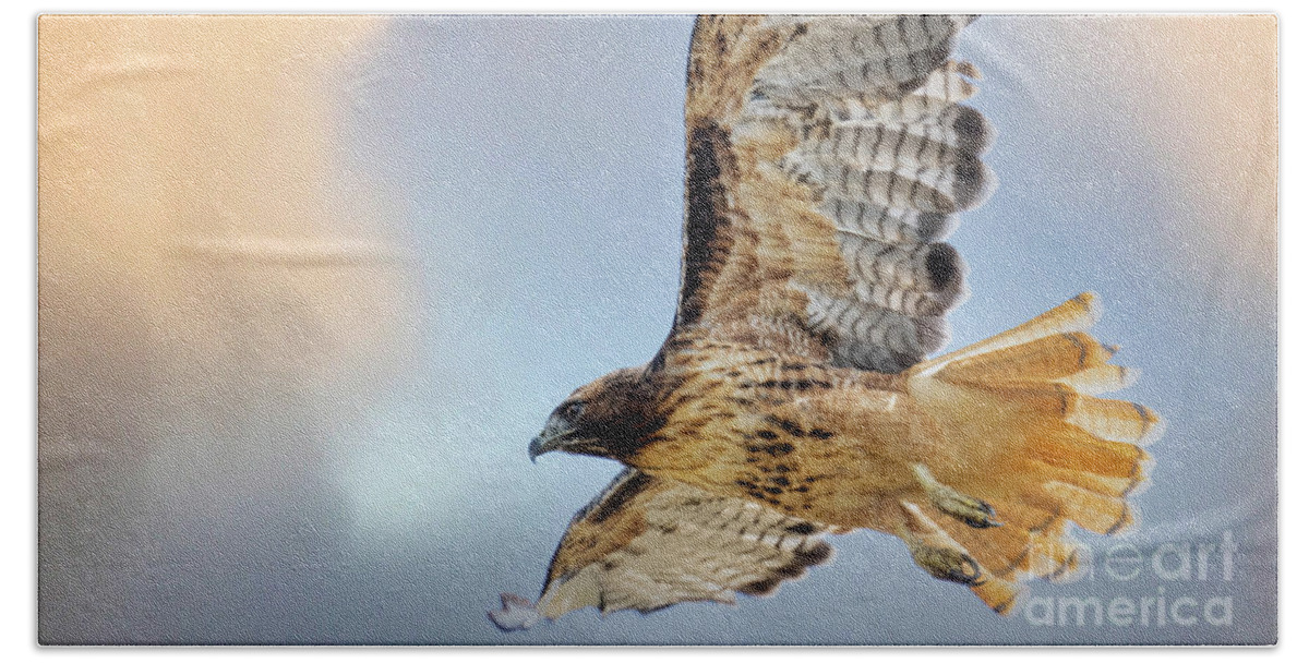 Bird Species Beach Towel featuring the photograph Red-tailed Hawk by Steven Krull