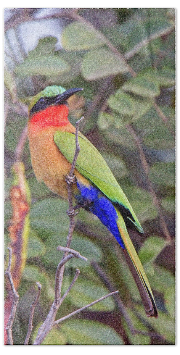 Bush Beach Towel featuring the photograph Red-throated Bee-eater, Merops bulocki by Tony Mills