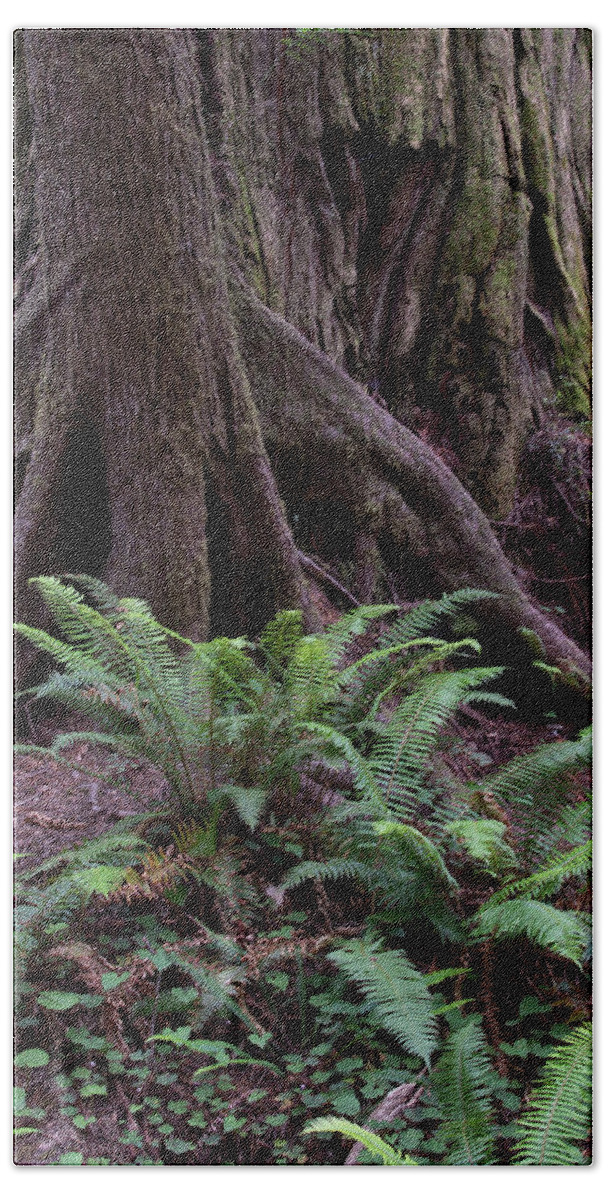 Redwoods. Crescent City Beach Towel featuring the photograph Redwoods, Crescent City, Ca P3 by Phyllis Spoor