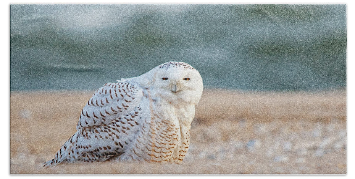 Owl Beach Towel featuring the photograph Return of Snowy Owl by Cathy Kovarik