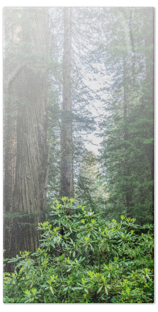 Redwoods Beach Sheet featuring the photograph Rhododendrons in the fog by Harold Rau