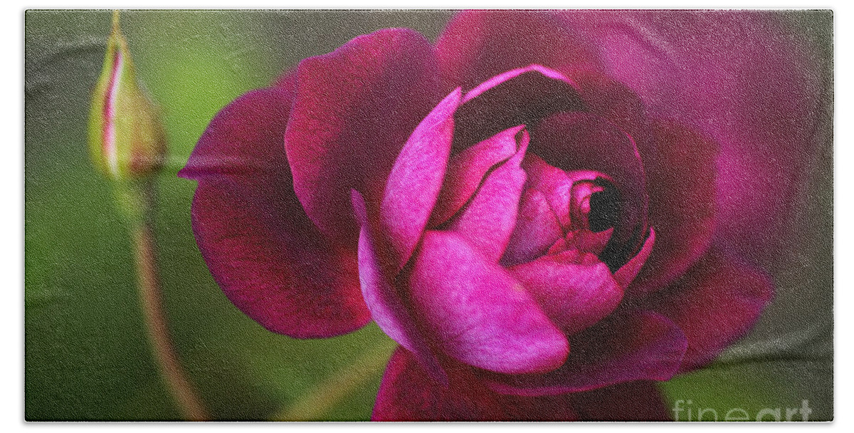 Rich Pink Beach Towel featuring the photograph Rich Pink Rose by Joy Watson