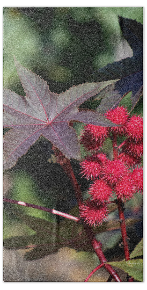 Photograph Beach Towel featuring the photograph Ricinus - Castor Bean by Suzanne Gaff