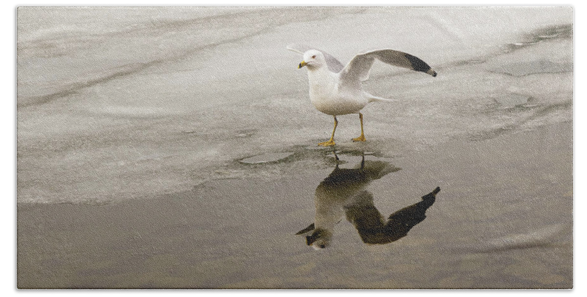 Larus Beach Towel featuring the photograph Ring-billed Gull ready to take-off by SAURAVphoto Online Store