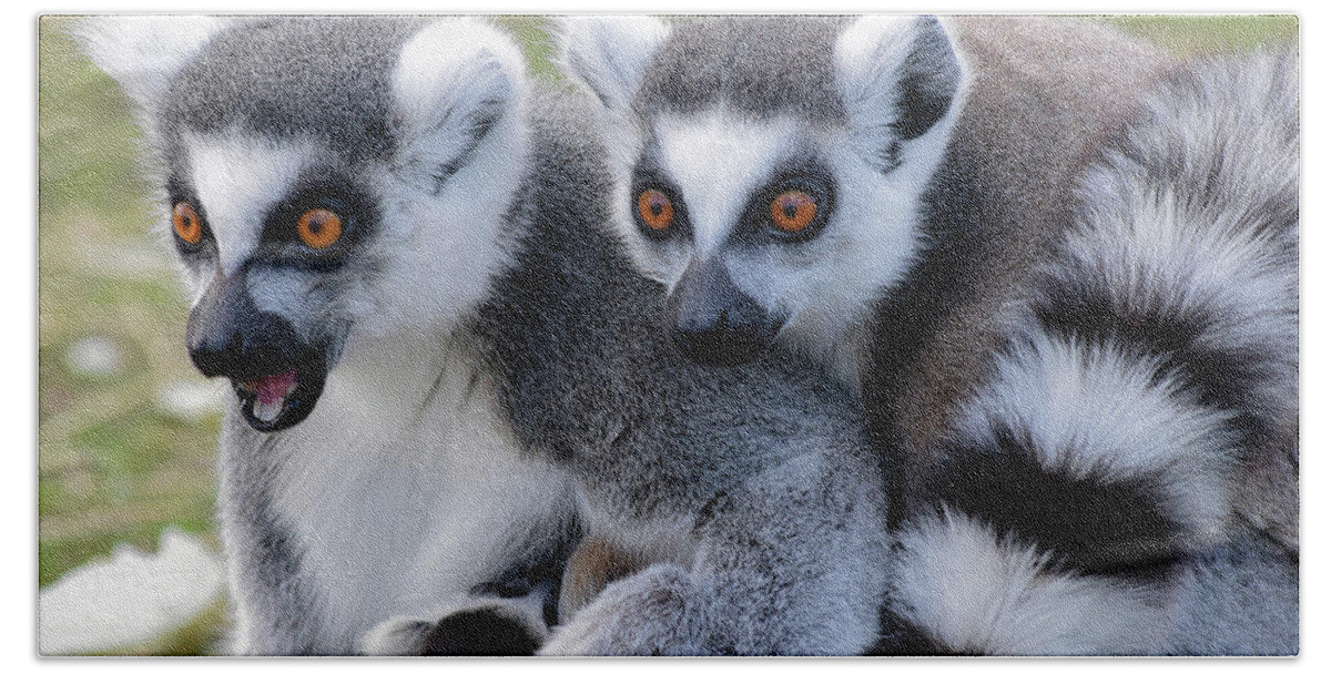 Ringtailed Lemurs Beach Towel featuring the photograph Ringtailed Lemur duo with baby by Gareth Parkes