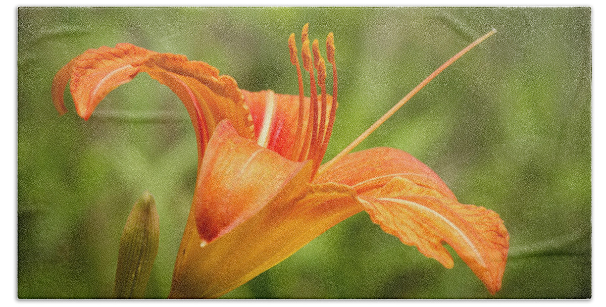 Tiger Lilly Beach Towel featuring the photograph Roadside Tiger Lilly by Bob Decker