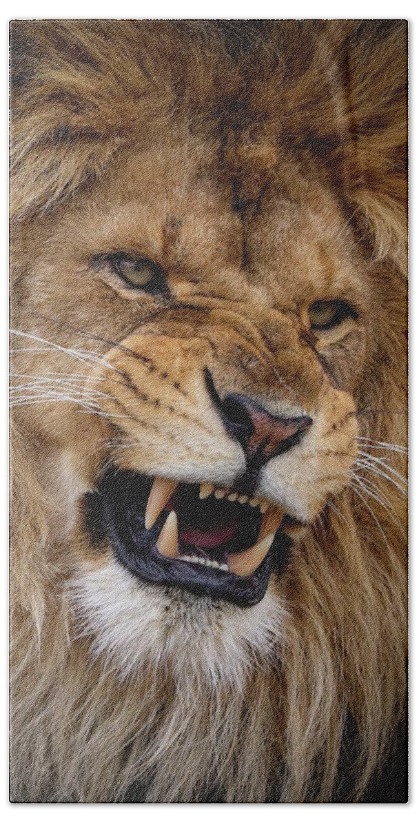 Lion Beach Towel featuring the photograph Roaring lion by RT Photography