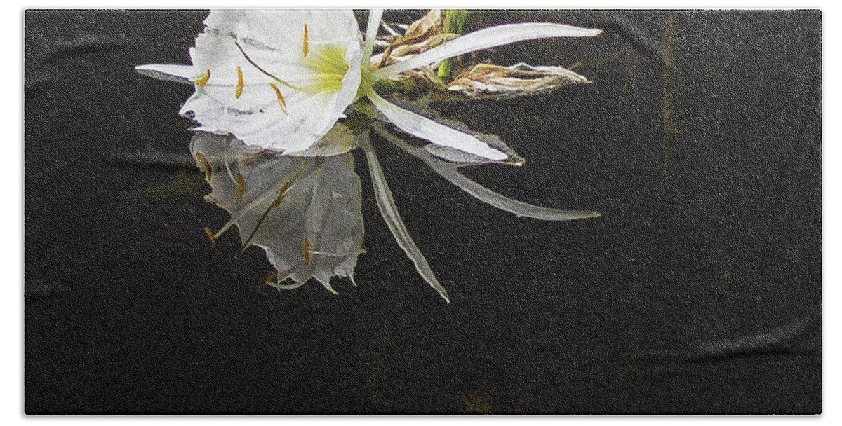 2022 Beach Towel featuring the photograph Rocky Shoals Spider Lily by Charles Hite