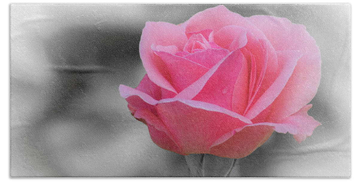 Pinkish Rose Beach Towel featuring the photograph Romantic pinkish rose with a raindrop by Torbjorn Swenelius