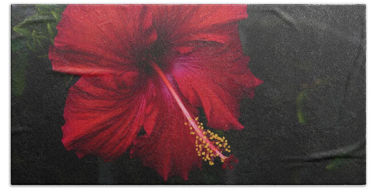 Flowers & Plants Beach Towel featuring the painting Romantic Red Hibiscus by Adam Johnson