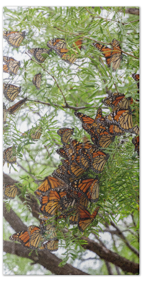 Monarch Butterfly Beach Towel featuring the photograph Roosting Time by Steve Templeton