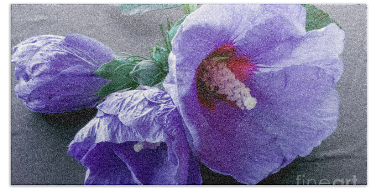 Flowers Beach Towel featuring the photograph Rose of Sharon - Hibiscus Syriacus 6 by Elaine Teague