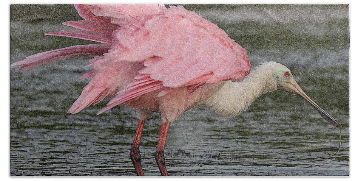 Roseate Spoonbill Beach Towel featuring the photograph Roseate Spoonbill 14 by Mingming Jiang