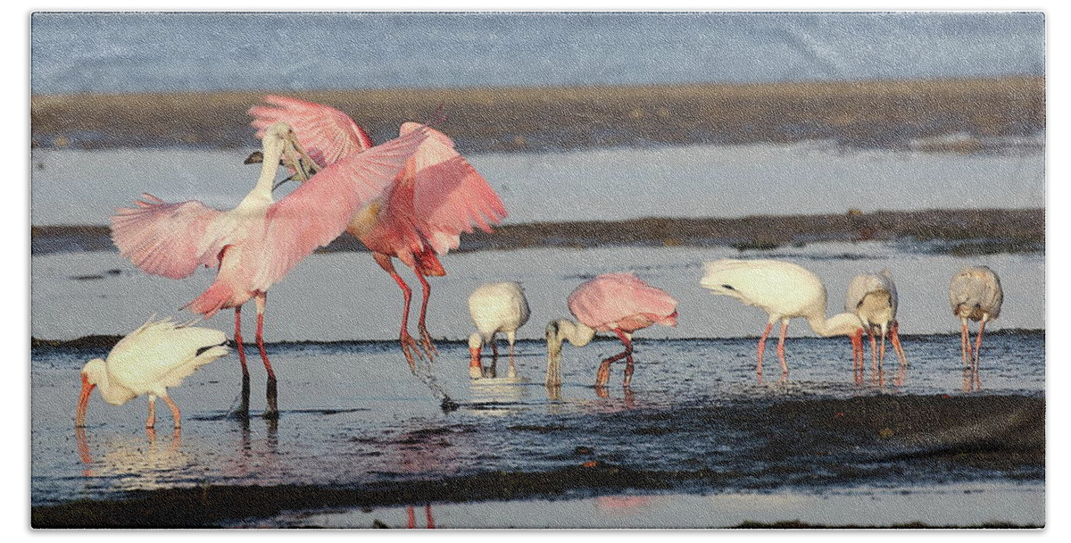 Roseate Spoonbill Beach Towel featuring the photograph Roseate Spoonbill 9 by Mingming Jiang