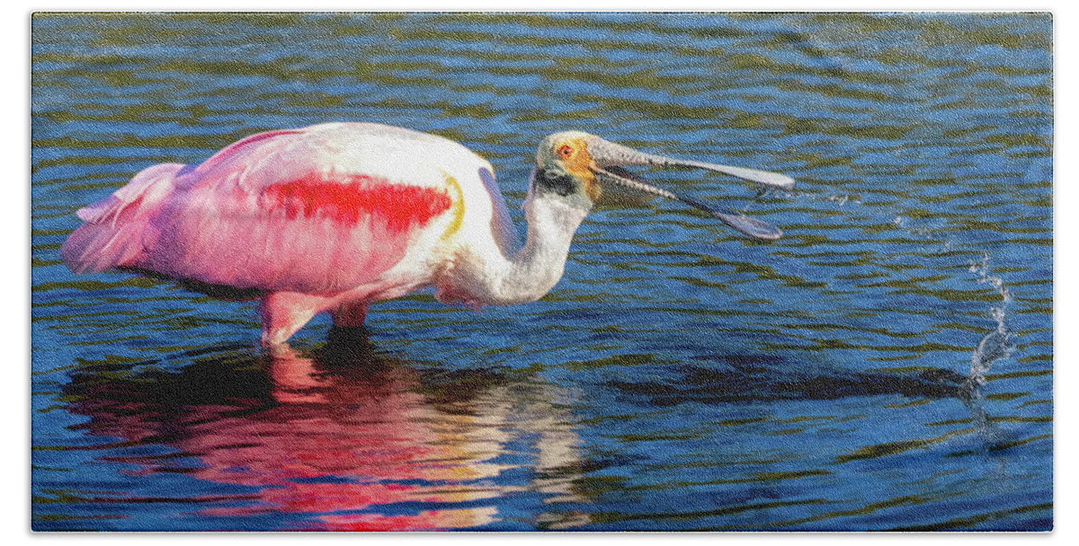 Roseate Spoonbill Beach Towel featuring the photograph Roseate Spoonbill Fishing by Jaki Miller