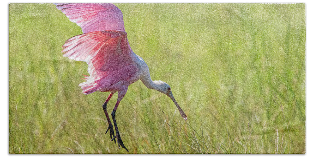 Roseate Spoonbill Beach Towel featuring the photograph Roseate Spoonbill by Linda Shannon Morgan