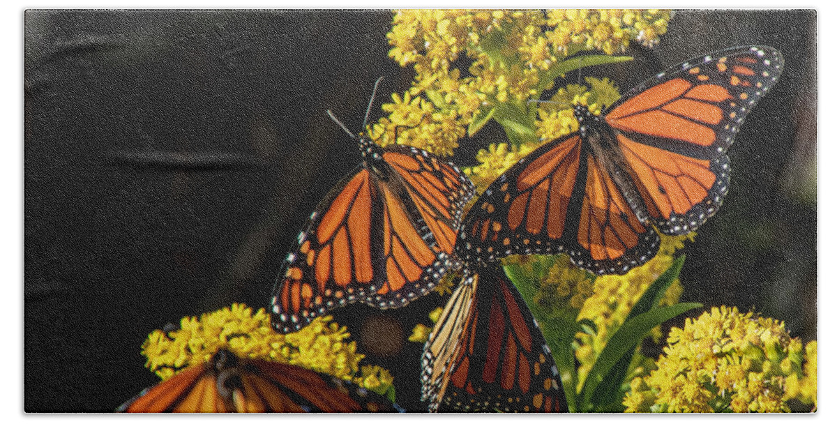 Butterflies Beach Towel featuring the photograph Royal Gathering by Cathy Kovarik