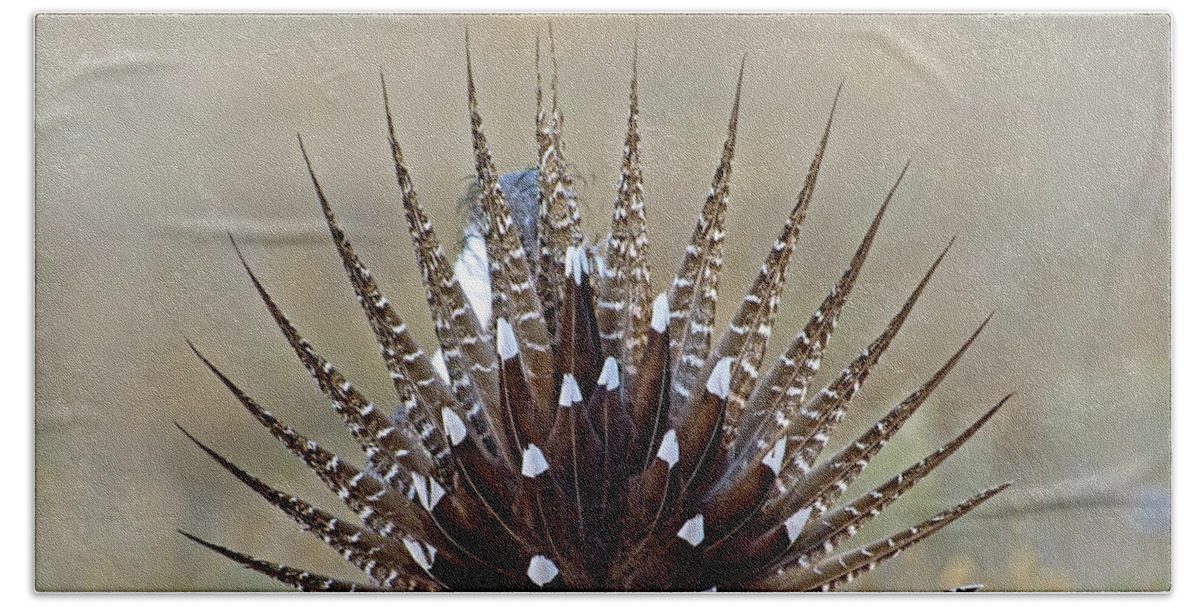 Greater Sage-grouse Beach Sheet featuring the photograph Sage-Grouse Tail Fan by Judi Dressler